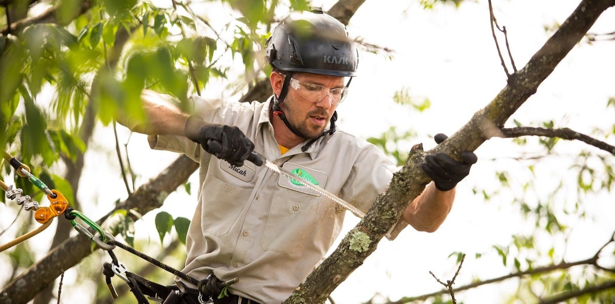arborist prunes tree with handsaw gloves hardhat and eye protection
