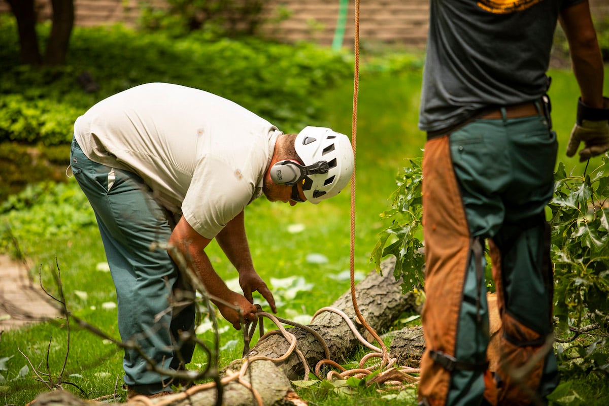 tree removal experts tie up tree wearing personal protection equipment