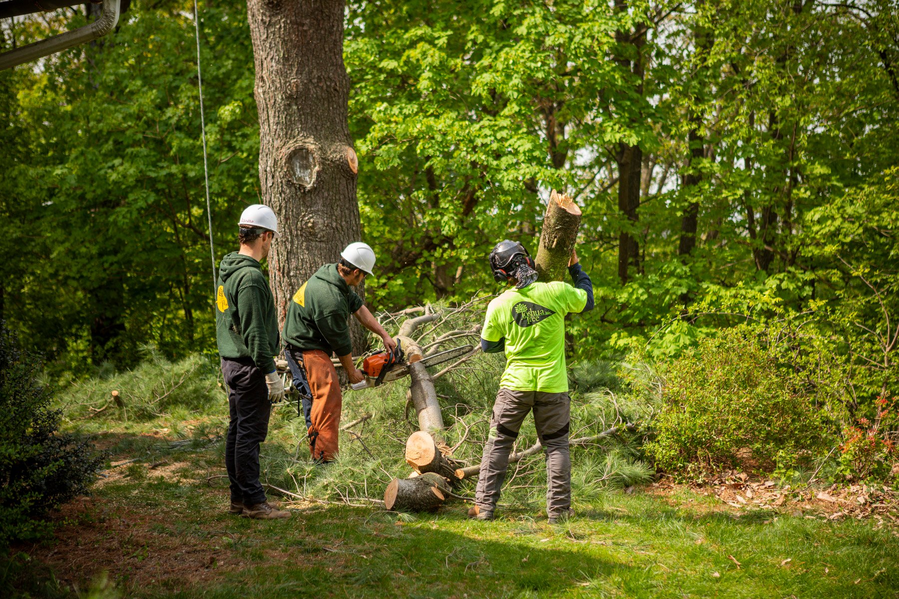 tree removal team uses chainsaw