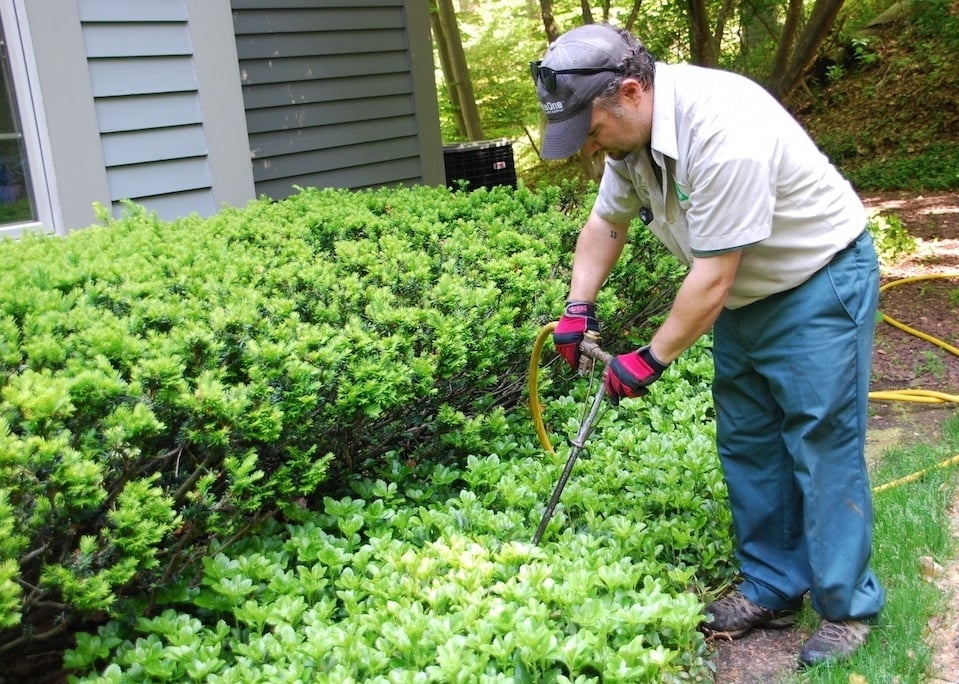 plant health care expert fertilizes shrubs